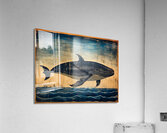 Whale Breach  4  Acrylic Print
