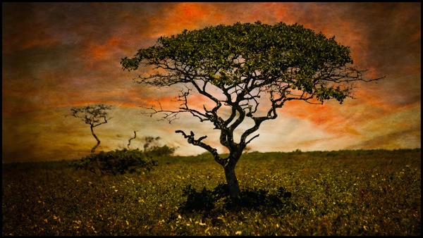 Serengeti Nantucket  Print
