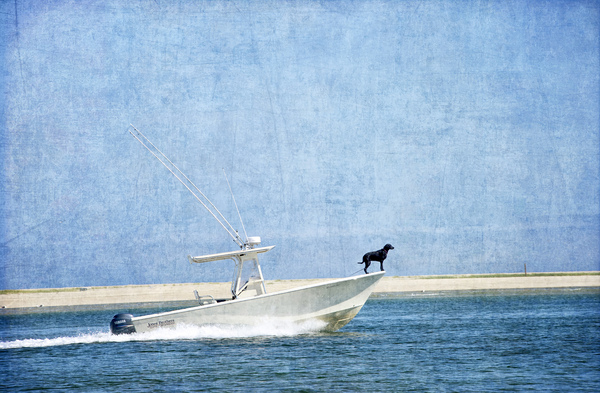 Black Dog  Blue Water  Print