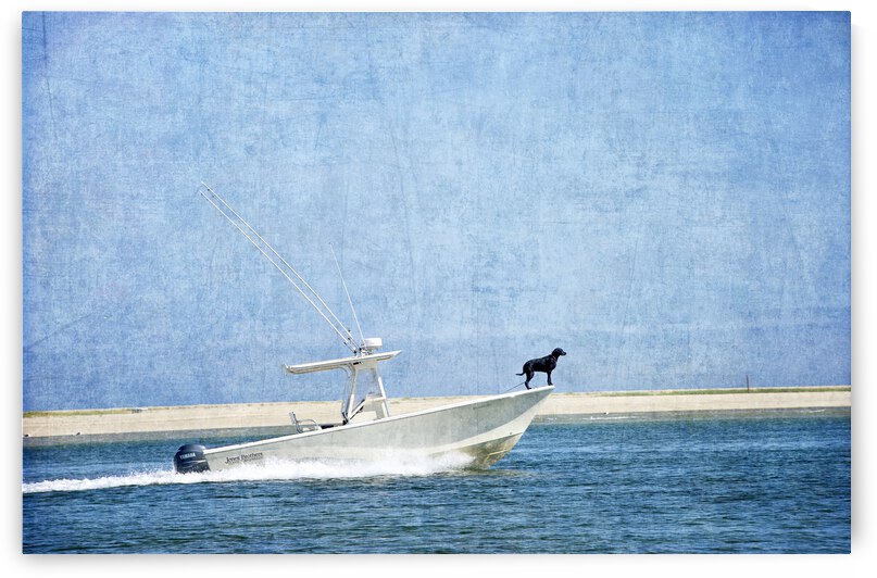 Black Dog  Blue Water by ARTSEA CONTEMPORARY