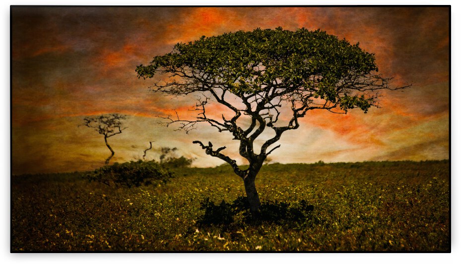 Serengeti Nantucket by ARTSEA CONTEMPORARY